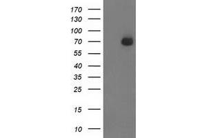 HEK293T cells were transfected with the pCMV6-ENTRY control (Left lane) or pCMV6-ENTRY SH2B3 (Right lane) cDNA for 48 hrs and lysed. (SH2B3 抗体)