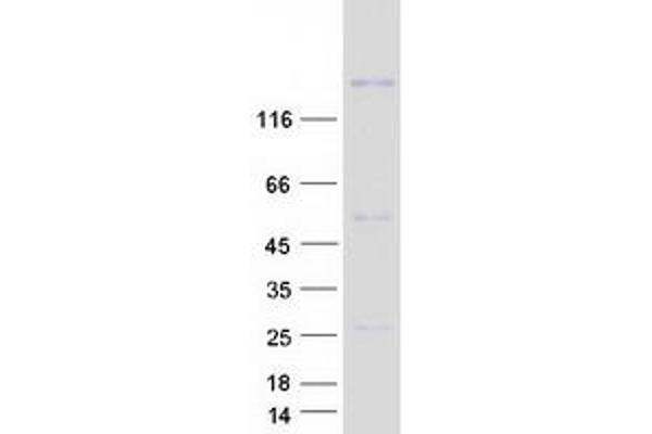 CNTNAP5 Protein (Myc-DYKDDDDK Tag)