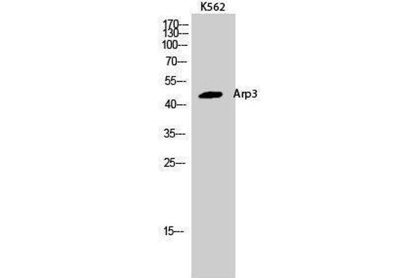 ANGPTL6 抗体  (C-Term)