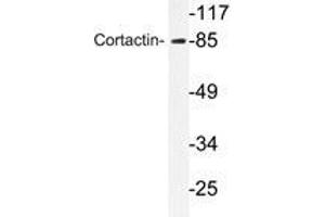 Western blot analyzes of Cortactin antibody in extracts from HeLa cells. (Cortactin 抗体)