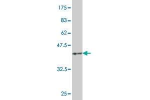 Western Blot detection against Immunogen (36. (BAD 抗体  (AA 69-168))