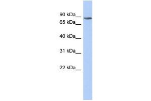 WB Suggested Anti-TMTC1 Antibody Titration:  0. (TMTC1 抗体  (Middle Region))