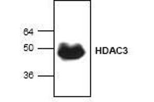 Image no. 1 for anti-Histone Deacetylase 3 (HDAC3) (C-Term) antibody (ABIN127236) (HDAC3 抗体  (C-Term))