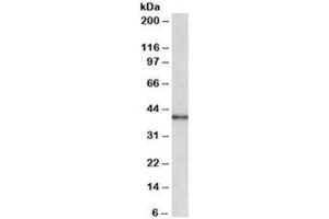 Western blot testing of human placenta lysate with CCNDBP1 antibody at 0. (CCNDBP1 抗体)