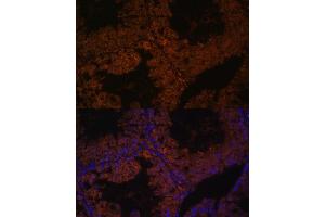 Immunofluorescence analysis of mouse testis using TPD52L3 antibody (ABIN7271079) at dilution of 1:100. (TPD52L3 抗体  (AA 1-132))