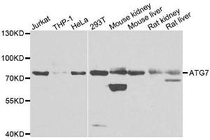 Western blot analysis of extracts of various cell lines, using ATG7 antibody. (ATG7 抗体  (AA 500-676))