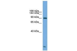 KIFAP3 antibody used at 1 ug/ml to detect target protein. (KIFAP3 抗体  (Middle Region))