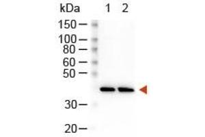 Western Blot of Peroxidase Conjugated Goat Anti-Rabbit Antibody. (山羊 anti-兔 IgG (Heavy & Light Chain) Antibody (HRP))