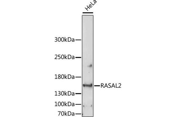 RASAL2 抗体  (AA 750-1040)