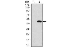 Western blot analysis using NFE2L2 mAb against HEK293 (1) and NFE2L2 (AA: 356-589)-hIgGFc transfected HEK293 (2) cell lysate. (NRF2 抗体  (AA 356-589))