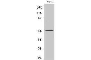 Western Blotting (WB) image for anti-Phenylalanine Hydroxylase (C-Term) antibody (ABIN6285617) (Phenylalanine Hydroxylase 抗体  (C-Term))