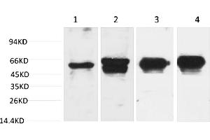 Western blot analysis of 1) Hela, 2) 293T, 3) Mouse Brain Tissue, 4) Rat Brain Tissue with c-Fos Mouse mAb diluted at 1:2000. (c-FOS 抗体)