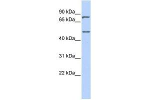 ZNF252 antibody used at 0. (ZNF252 抗体  (Middle Region))