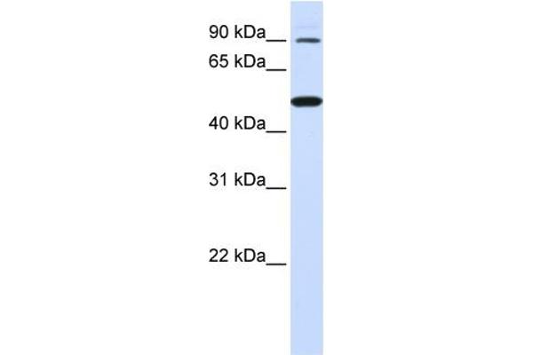 RHBDF1 抗体  (N-Term)