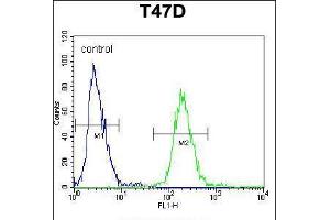 Flow cytometric analysis of T47D cells (right histogram) compared to a negative control cell (left histogram). (Fibrinogen beta Chain 抗体  (N-Term))