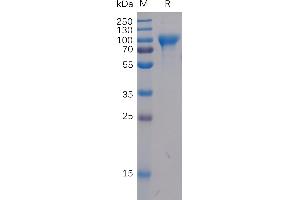 Human B7H2 Protein, mFc-His Tag on SDS-PAGE under reducing condition. (ICOSLG Protein (AA 19-256) (mFc-His Tag))