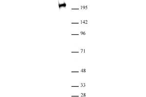 RNA pol II CTD Ser2ph / Ser5ph antibody (mAb) (Clone 1A12G10) tested by Western blot. (RNA Pol II CTD Ser2ph / Ser5ph (pSer2), (pSer5) 抗体)