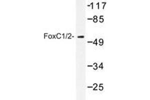 Western blot analysis of FoxC1/2 antibody in extracts from RAW264. (FOXC1 抗体)