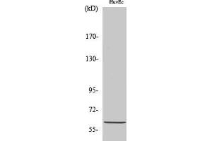 Western Blot (WB) analysis of HuvEc cells using Akt1 Polyclonal Antibody. (AKT1 抗体  (Ser134))