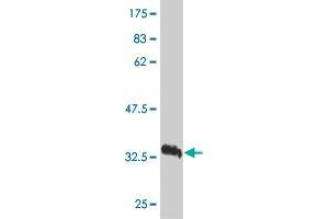 Western Blot detection against Immunogen (37. (VEGFB 抗体  (AA 27-136))