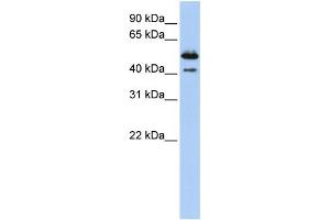 WB Suggested Anti-DNASE2B Antibody Titration:  0. (DNASE2B 抗体  (Middle Region))