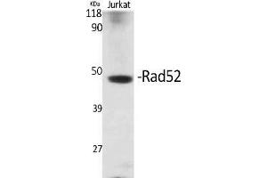 Western Blot analysis of various cells using Rad52 Polyclonal Antibody. (RAD52 抗体)