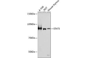 Western blot analysis of extracts of various cell lines, using ST antibody (ABIN7270305) at 1:1000 dilution. (STAT3 抗体)