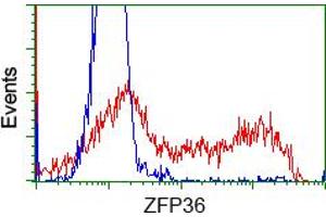 HEK293T cells transfected with either pCMV6-ENTRY ZFP36 (RC202049) (Red) or empty vector control plasmid (Blue) were immunostained with anti-ZFP36 mouse monoclonal (ABIN2453799), and then analyzed by flow cytometry. (ZFP36 抗体)