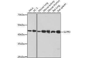 Western blot analysis of extracts of various cell lines, using S1PR3 Rabbit mAb (ABIN1679992, ABIN3015471, ABIN3015472 and ABIN7101435) at 1:1000 dilution. (S1PR3 抗体)