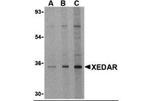 Western Blotting (WB) image for anti-Ectodysplasin A2 Receptor (EDA2R) antibody (ABIN1031745) (Ectodysplasin A2 Receptor 抗体)
