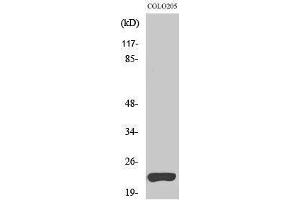 Western Blotting (WB) image for anti-Tumor Necrosis Factor (Ligand) Superfamily, Member 15 (TNFSF15) (C-Term) antibody (ABIN3177918) (TNFSF15 抗体  (C-Term))
