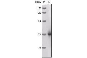 Western Blot showing HRP antibody used against full-length HRP recombinant protein. (HRP 抗体)