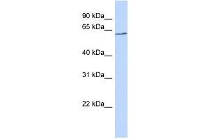 BTNL9 antibody used at 1 ug/ml to detect target protein. (BTNL9 抗体  (N-Term))