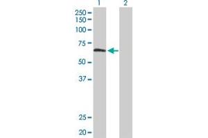 Western Blot analysis of TULP2 expression in transfected 293T cell line by TULP2 MaxPab polyclonal antibody. (TULP2 抗体  (AA 1-520))