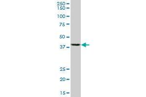 ACTB monoclonal antibody (M01A), clone 3G4-F9. (beta Actin 抗体  (AA 1-375))