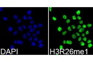 Immunofluorescence analysis of 293T cells using MonoMethyl-Histone H3-R26 antibody (ABIN3017500, ABIN3017501, ABIN3017502 and ABIN6220121). (Histone 3 抗体  (H3R26me))