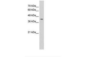 Image no. 1 for anti-Interferon Regulatory Factor 1 (IRF1) (N-Term) antibody (ABIN6736300) (IRF1 抗体  (N-Term))