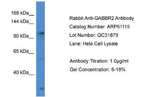 Western Blotting (WB) image for anti-gamma-aminobutyric Acid (GABA) B Receptor, 2 (GABBR2) (C-Term) antibody (ABIN2788680) (GABBR2 抗体  (C-Term))