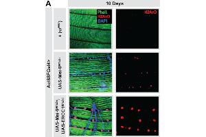 Systemic hormetic responses from muscle-specific DNA damage. (Histone H2A Variant (HIS2AV) (Internal Region), (pSer137) 抗体)