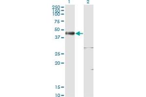 Western Blot analysis of ISL1 expression in transfected 293T cell line by ISL1 monoclonal antibody (M02), clone 4A7. (ISL1 抗体  (AA 63-159))