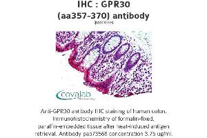 Image no. 1 for anti-G Protein-Coupled Estrogen Receptor 1 (GPER) (AA 357-370) antibody (ABIN1735055) (GPER 抗体  (AA 357-370))