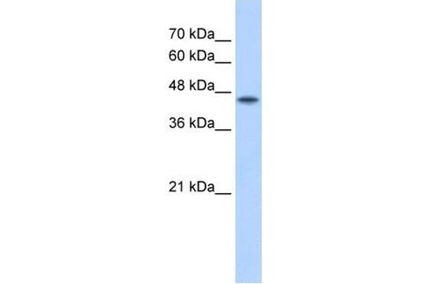 POFUT2 抗体  (C-Term)