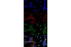 Immunocytochemistry/Immunofluorescence analysis using Mouse Anti-4-Hydroxy-2-hexenal Monoclonal Antibody, Clone 6F10 . (4-Hydroxy-2-Hexenal (4-HHE) 抗体 (PerCP))