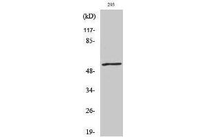 Western Blotting (WB) image for anti-Ephrin B1/B2 (Lys102), (Lys99) antibody (ABIN6282701) (Ephrin B1/B2 (Lys102), (Lys99) 抗体)