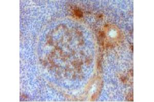 Immunohistochemistry (IHC) image for Mouse anti-Chicken IgM antibody (ABIN2474843) (小鼠 anti-小鸡 IgM Antibody)