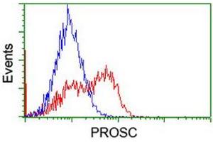 Image no. 2 for anti-Proline Synthetase Co-Transcribed (PROSC) antibody (ABIN1500441) (PROSC 抗体)