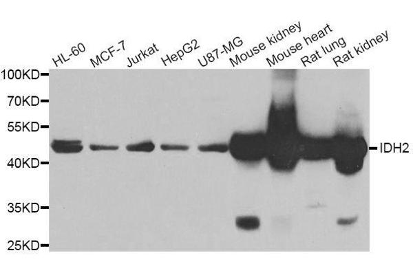 IDH2 抗体  (AA 193-452)