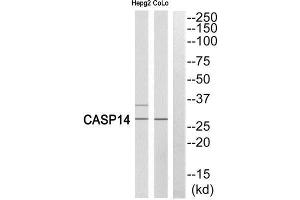 Western Blotting (WB) image for anti-Caspase 14, Apoptosis-Related Cysteine Peptidase (CASP14) (Cleaved-Lys222) antibody (ABIN1853489) (CASP14 抗体  (Cleaved-Lys222))