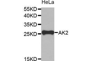 Western Blotting (WB) image for anti-Adenylate Kinase 2 (AK2) antibody (ABIN1678617) (Adenylate Kinase 2 抗体)
