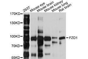 Western blot analysis of extracts of various cell lines, using FZD1 antibody (ABIN4903713) at 1:1000 dilution. (FZD1 抗体)